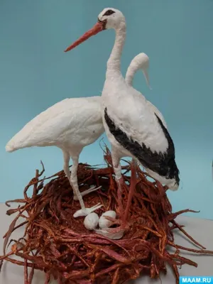 Белый аист (птица) — Циклопедия
