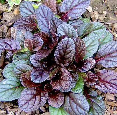 Аюга #9 Атропурпуреа (Ajuga reptans Atropurpurea) купить с доставкой по  Беларуси \"BuonRoza \"