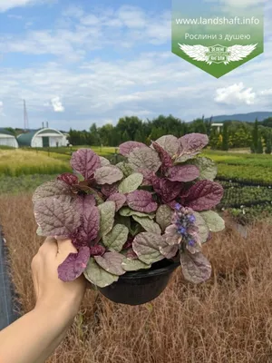 Живучка ползучая или Аюга ползучая - Ajuga reptans - фото - выращивание и  уход, посадка, размножение, болезни и вредители, описание - 🌷 Мои цветы