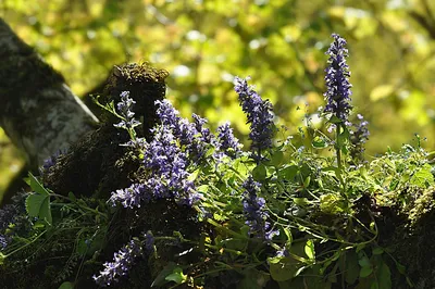 Ajuga reptans 'Burgundy Glow', Живучка ползучая 'Бургунди  Глоу'|landshaft.info