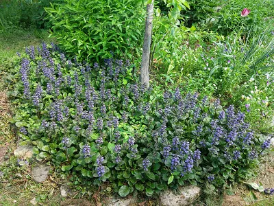 Аюга (Ajuga 'Burgundy Glow'), pot 9 - Булланд Трейд ЕООД