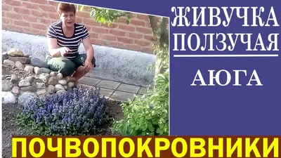 Аюга микс ø9 h20 см Поиск Инвест по цене 198 ₽/шт. купить в Клину в  интернет-магазине Леруа Мерлен