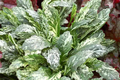 Аюга ползучая Бургунди Глоу (Ajuga reptans Burgundy Glow) купить с  доставкой по Беларуси \"BuonRoza \"