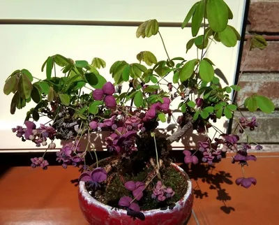 Акебия: удивительное растение, которое стоит увидеть