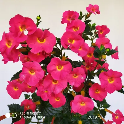 Ахименес - фото цветущих растений - Страница 18 - Форум цветоводов Фрау  Флора