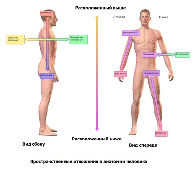 Что такое ахондроплазия - Beyond Achondroplasia