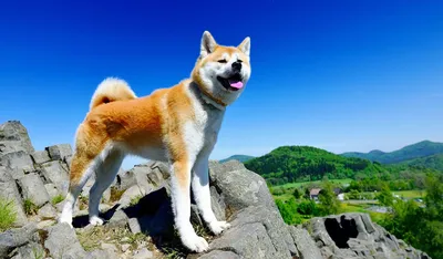 Акито собака фото фотографии