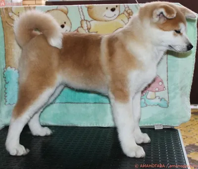 Акита-ину | Akita inu puppy, Akita dog, Japanese akita