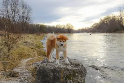 Акита-ину: все факты 🐕 о породе, характер, правила содержания и ухода