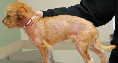 Атопический дерматит у собаки. Как избавиться от зуда и покраснений? |  Будни ветеринарного врача | Дзен