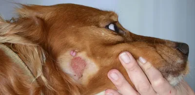 Центр ветеринарной онкологии и интенсивной терапии Zoomama - Фолликулит  собак Пиодермия подбородка собак является бактериальной инфекцией, которая  не является истинным акне, а в большей степени является травматическим  фурункулезом. Короткие жесткие ...