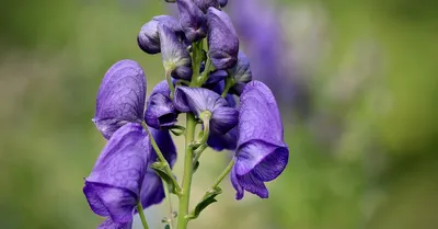 Аконит каммарум 'Bicolor'