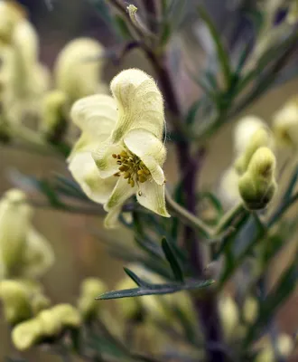 Аконит клобучковый белый (Aconitum napellus) | ПИТОМНИК РАСТЕНИЙ  СЕРЕБРЯКОВЫХ