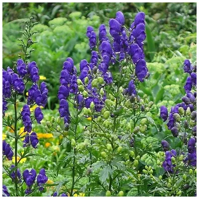 Коллекционный объект БСИ ДВО РАН: Aconitum albo-violaceum (аконит, борец  бело-фиолетовый)