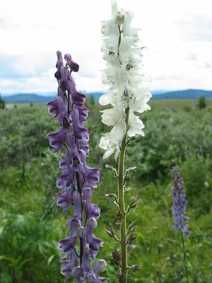 Аконит клубочковый (борец) (Aconitum napellus)