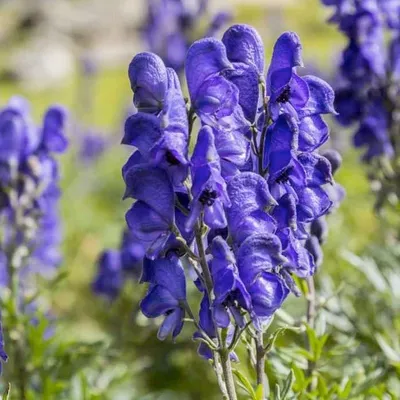 Aconitum firmum Reichenb. - Аконит твердый - Полярно-альпийский  ботанический сад-институт им. Н.А. Аврорина