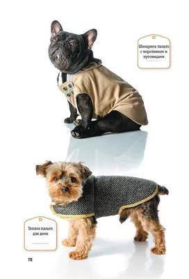 Одежда для собак, зачем она нужна и как правильно её подобрать |  ХвостикиПравят | Дзен