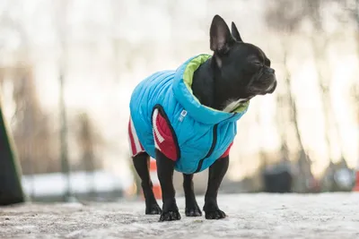 Жилетка для собак «Актив», черно-белый, одежда для собак мелких, средних,  крупных пород (ID#1481388516), цена: 550 ₴, купить на Prom.ua