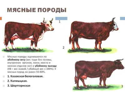 Актиномикоз (Actinomyces bovis) — WAWM