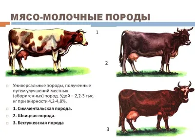 Купить ветеринарные препараты для коров оптом и в розницу | Компания  «Бионит»