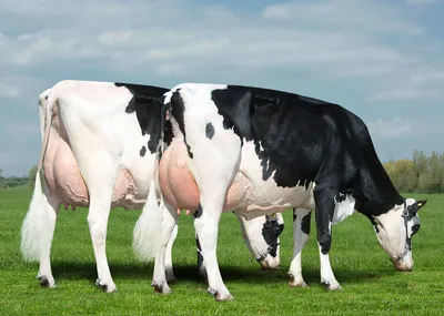 Купить ветеринарные препараты для коров оптом и в розницу | Компания  «Бионит»