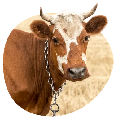 Новая технология кормления коров