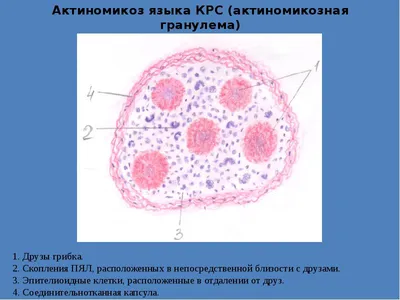 Заболевания крупного рогатого скота, схемы лечения от НИТА-ФАРМ