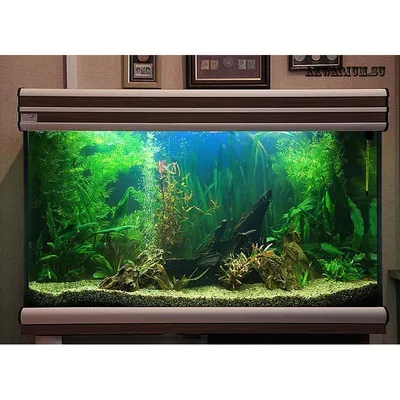 Аквариум с тумбой Aquael Opti Set 200 белый купить в интернет-магазине  AQUA-SHOP