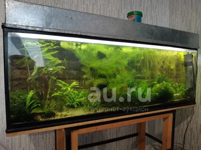 Купить Аквариум Aquael ALUDEKOR 100 (200 литров) с доставкой по Москве,  цены на Аквариум Aquael ALUDEKOR 100 (200 литров) в интернет-магазине