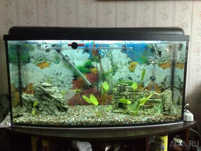 https://tvaq.ru/catalog/akvarium-s-tumboj-200-litrov-chernyj/