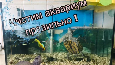 Аквариум для красноухих черепах 60 литров (комплект): продажа, цена в  Минске. Террариумы от \"Интернет-магазин \"PODARISHBY\"\" - 81796122