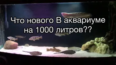 Аквариум Аквас 500 литров с тумбой панорамный купить в Москве |  Интернет-магазин «Королевский Риф»
