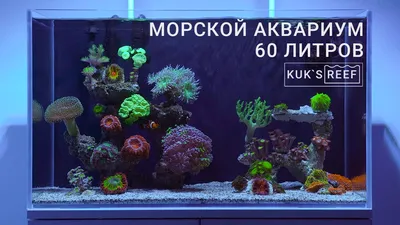 Морской аквариум 60л | Reef tank 60l - YouTube