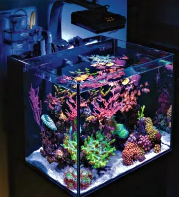 MosCorals - Морской нано аквариум 60 литров.