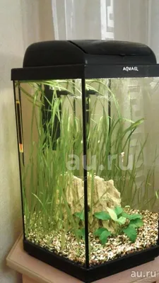 Купить аквариум для рыб Биодизайн РИФ 60, без светильника, белый, 60 л,  цены на Мегамаркет | Артикул: 100026495178