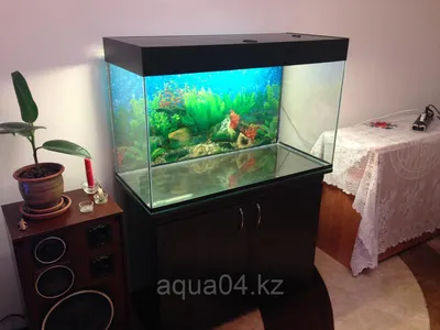 Сколько рыбок можно держать в аквариуме 60 литров