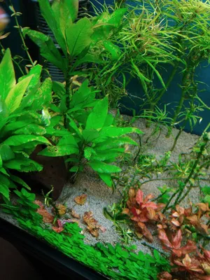 Закрученные листья и дырки на них - Болезни аквариумных растений - AP