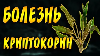 Заболевания аквариумных растений: ставим диагноз по симптомам