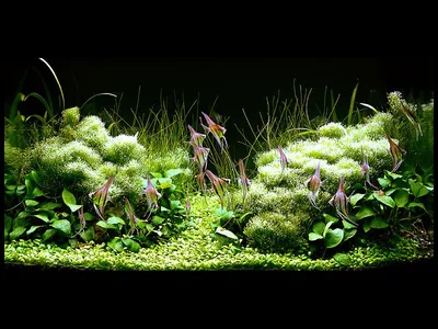 Радикулит - Болезни аквариумных растений - AP