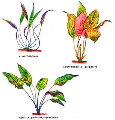 Аквариумные растения.. выращивание,проблемы,болезни,советуемся друг с  другом. - Страница 6 - Аквариумные рыбки - Diesel Forum - Страница 6