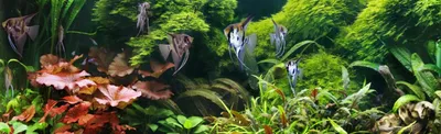 Криптокорина» - картинка из статьи: «Названия и изображения основных аквариумных  растений» - Aquaristics.ru