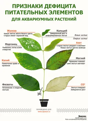 БОЛЕЗНИ аквариумных растений - AQUAFANAT - форум аквариумистов