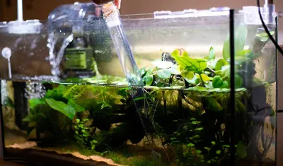 Уход за живыми растениями в аквариуме-длинна светового дня - Аквариумистика