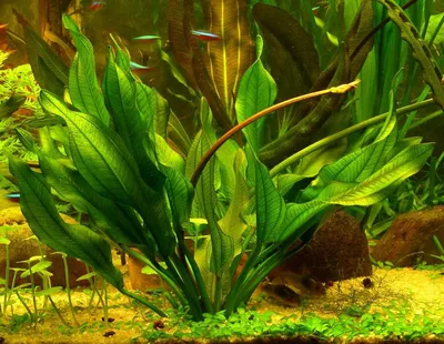 Растения: синема трехцветковая, гигрофилла многосемянная, перистолистник  перистый...» - картинка из статьи: «Роль аквариумных растений в экосистеме  аквариума» - Aquaristics.ru