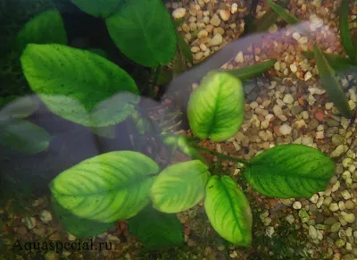 Болезни аквариумных растений | признаки и причины