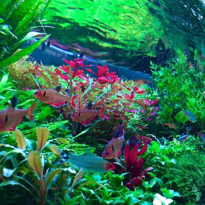 Болезни аквариумных растений, причины появления, лечение