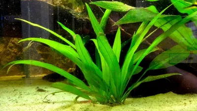 Неприхотливые аквариумные растения для начинающих