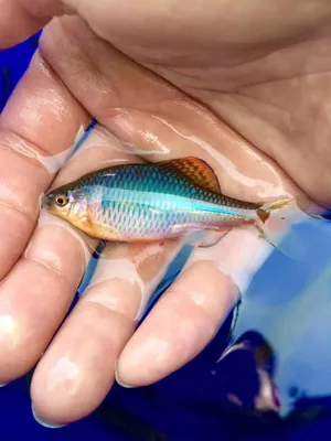 GloFish - флуоресцентные аквариумные рыбки