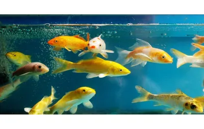 Красивые аквариумные рыбки, светлый, …» — создано в Шедевруме