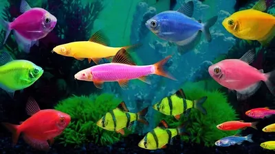 Самые большие аквариумные рыбки | Мир Животных | Дзен